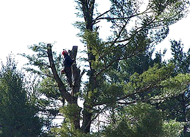 Images Whitcomb Tree Service