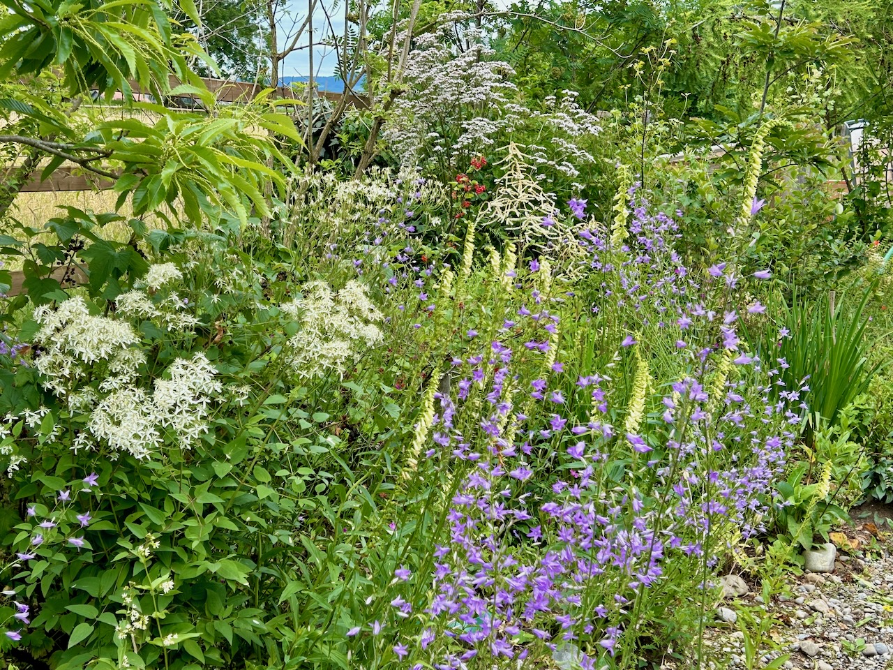 Bilder Wildblumendienst