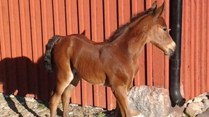 Images Kickis Veterinärmottagning