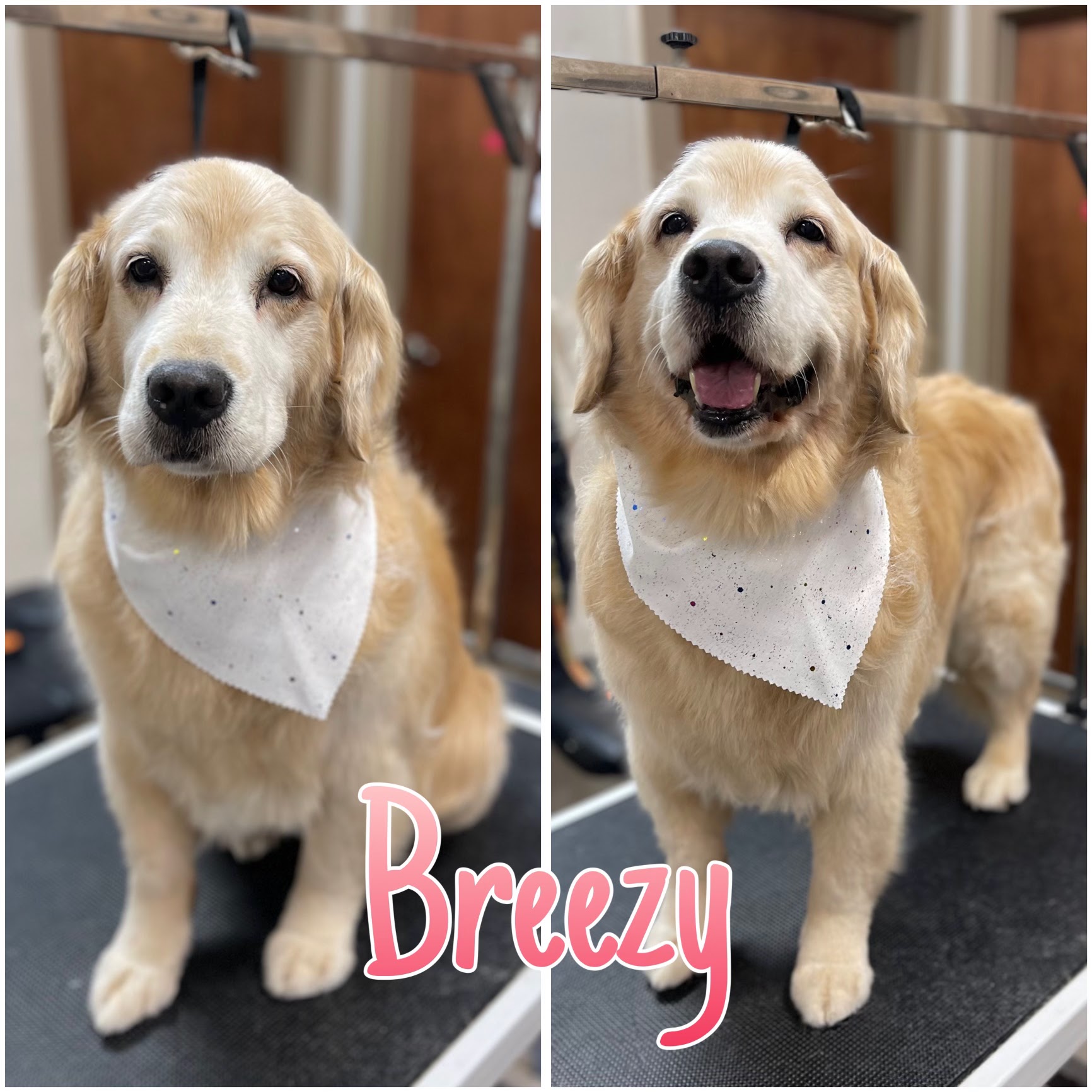 A side-by-side comparison shows a golden retriever dog before and after grooming. The dog is wearing a white bandana with glittery accents. In the left panel, the dog appears to be sitting with a neutral expression. In the right panel, the dog is standing and smiling with its tongue out. The word "Breezy" is written in a pink, stylized font across the bottom of the image.