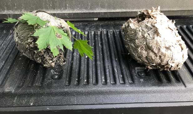 Images All-Pro Pest Control