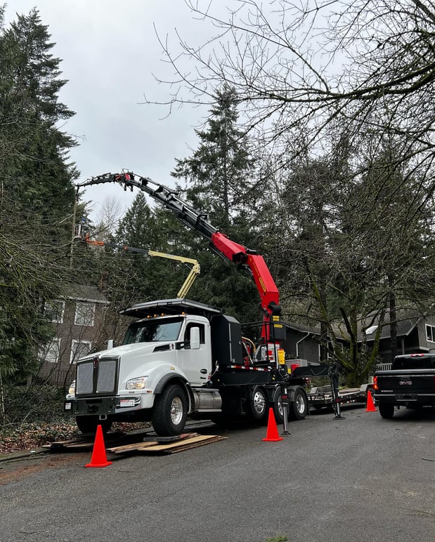 Images Tree Wise Men