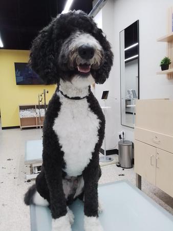 Images Well Groomed Pets McAllen