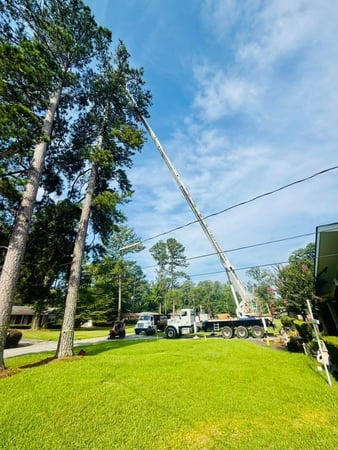 Images Keene Tree Service