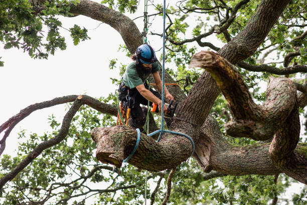 Deering Tree Service Image
