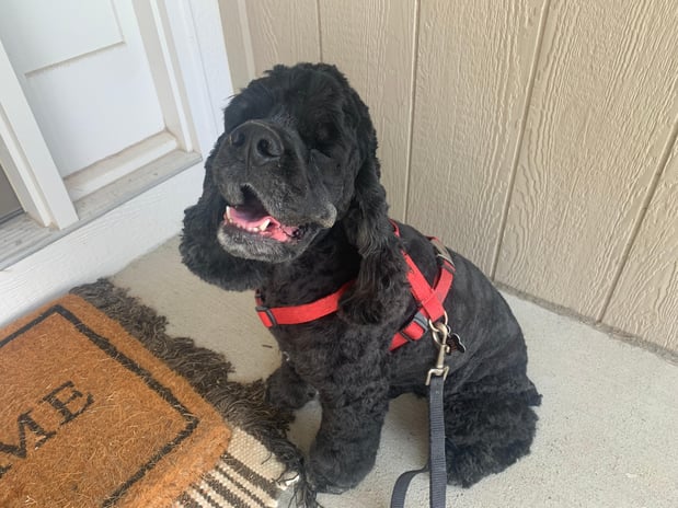 Images Pet, Rinse, Repeat Grooming, Mobile, Salon & Boarding