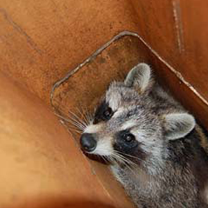 Raccoon In Chimney Animal Control Specialists Inc Wauconda (847)827-7800