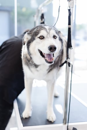 Images Sparkle Grooming Co.