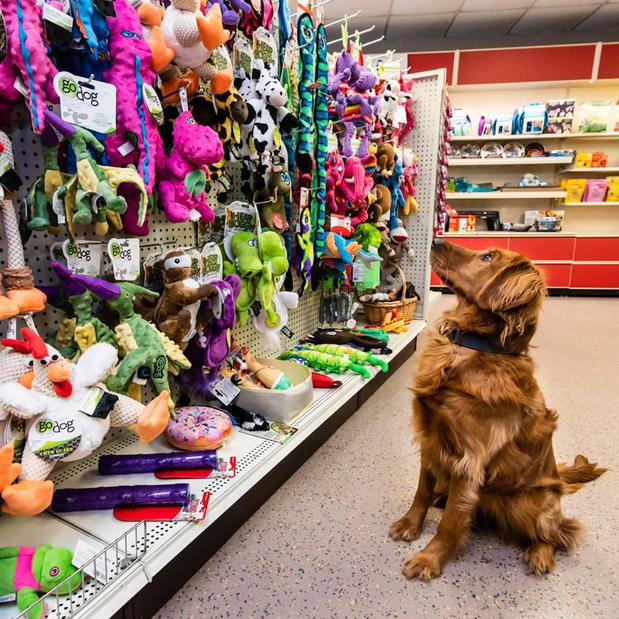 Images Paws Inn Pet Essentials