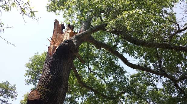 Images TNT Tree Service