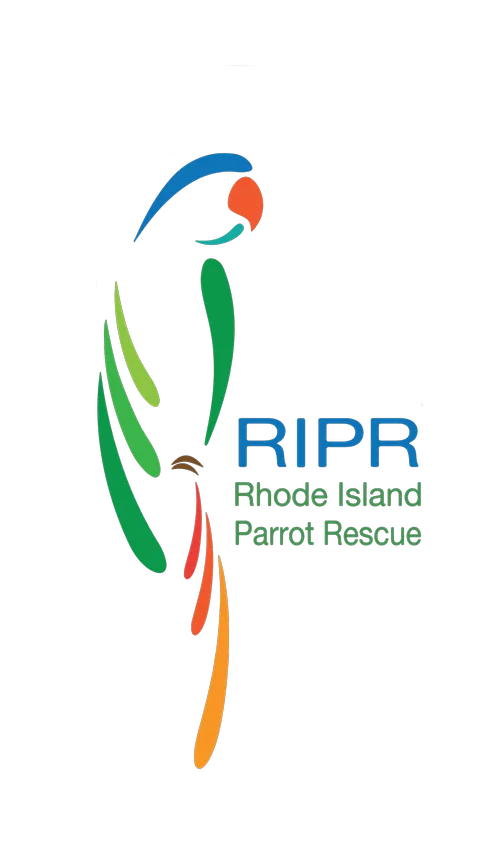 Image of Local Pet Event RI Parrot Rescue! Nearby