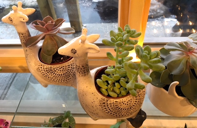 Images Flora Passion