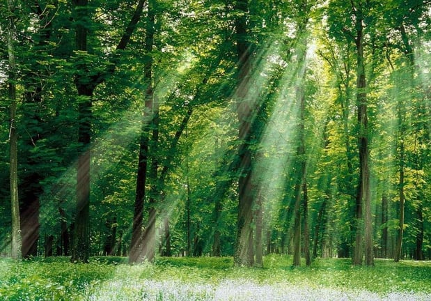 Images Commonwealth Tree Care