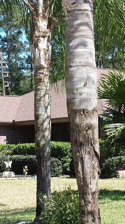 Images TNT Tree Service