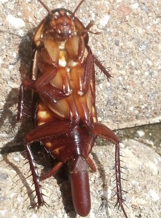 Images Pest Control of Naples