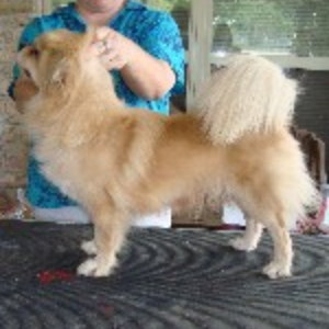 Images Mithril Standard Poodles