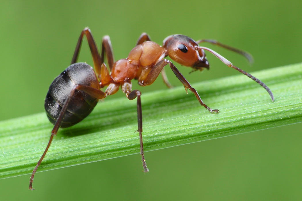ants outside pest control exterminator