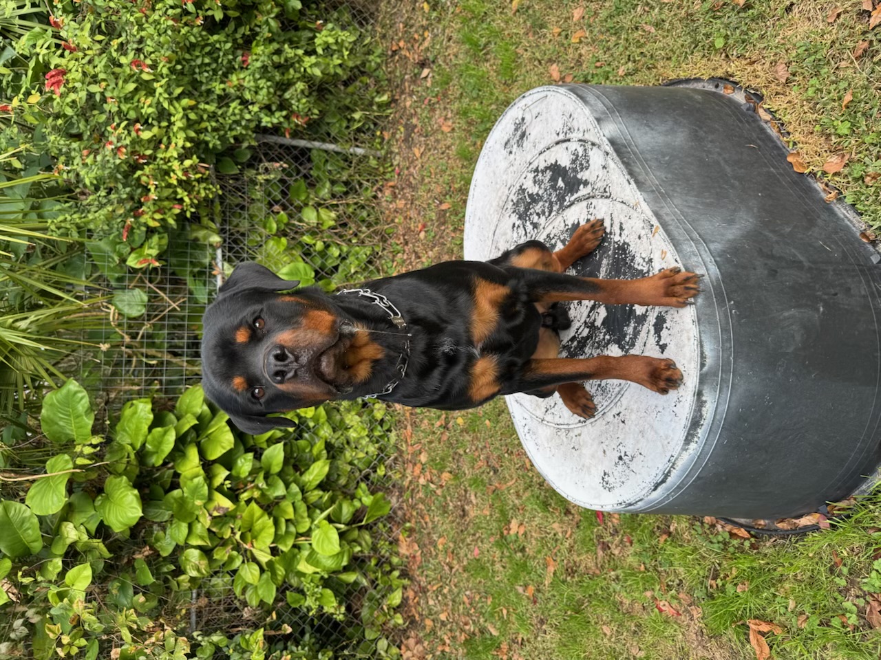 Russell's K9 Academy Image
