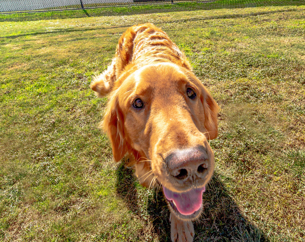 Images VCA Becker Animal Hospital and Pet Resort