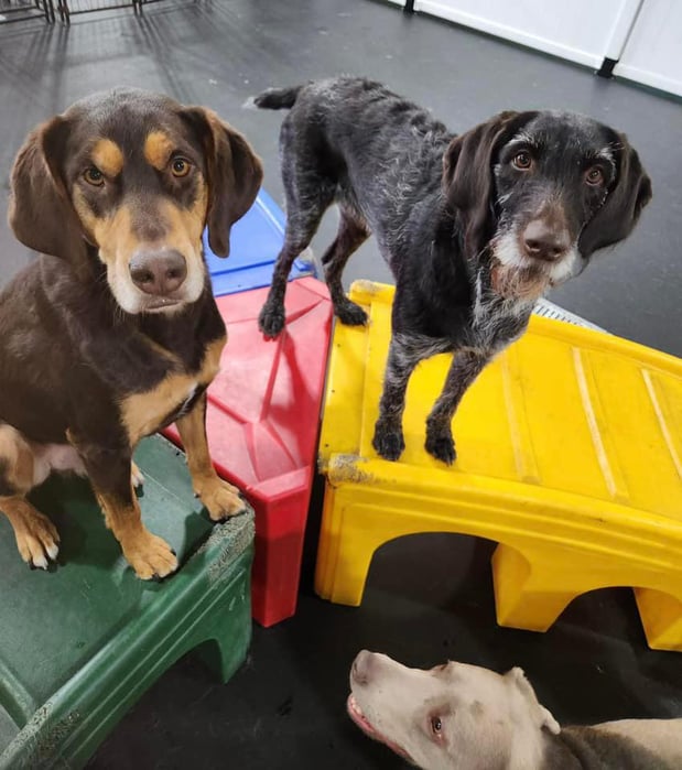 Images Bark & Roll
