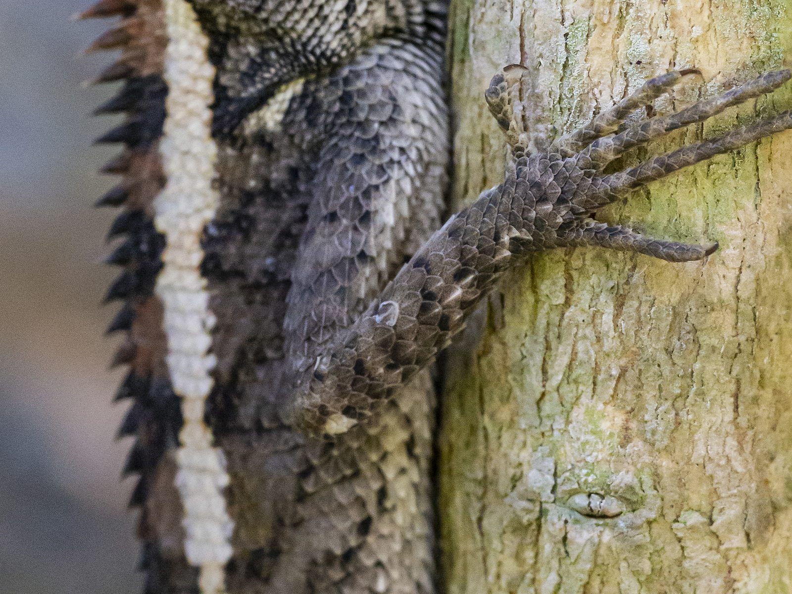 Maria Wildlife Removal