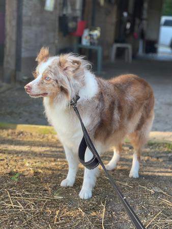 Images Space Coast Mobile Dog Grooming