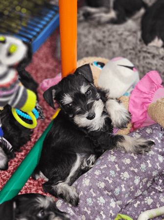 Images A'Lord Miniature Schnauzer