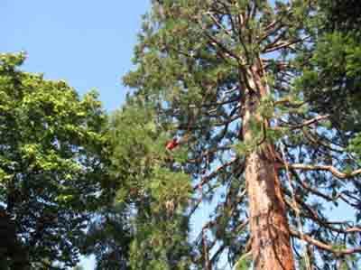 Images Sem in Tree