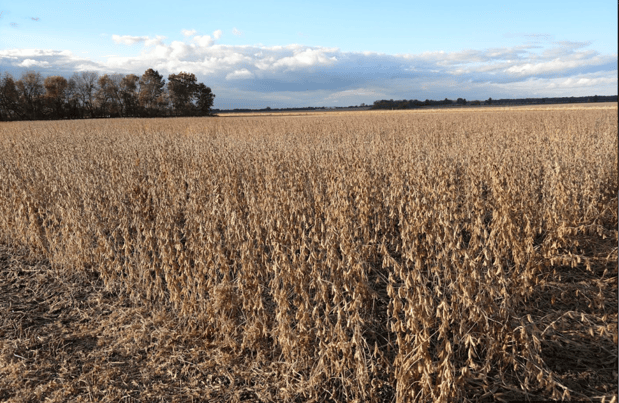 Images Southwest Seed Research LLC