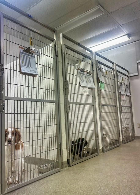 Images VCA Green Animal Hospital