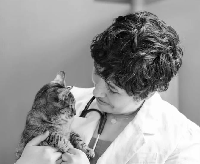 Images Calico Veterinary NYC