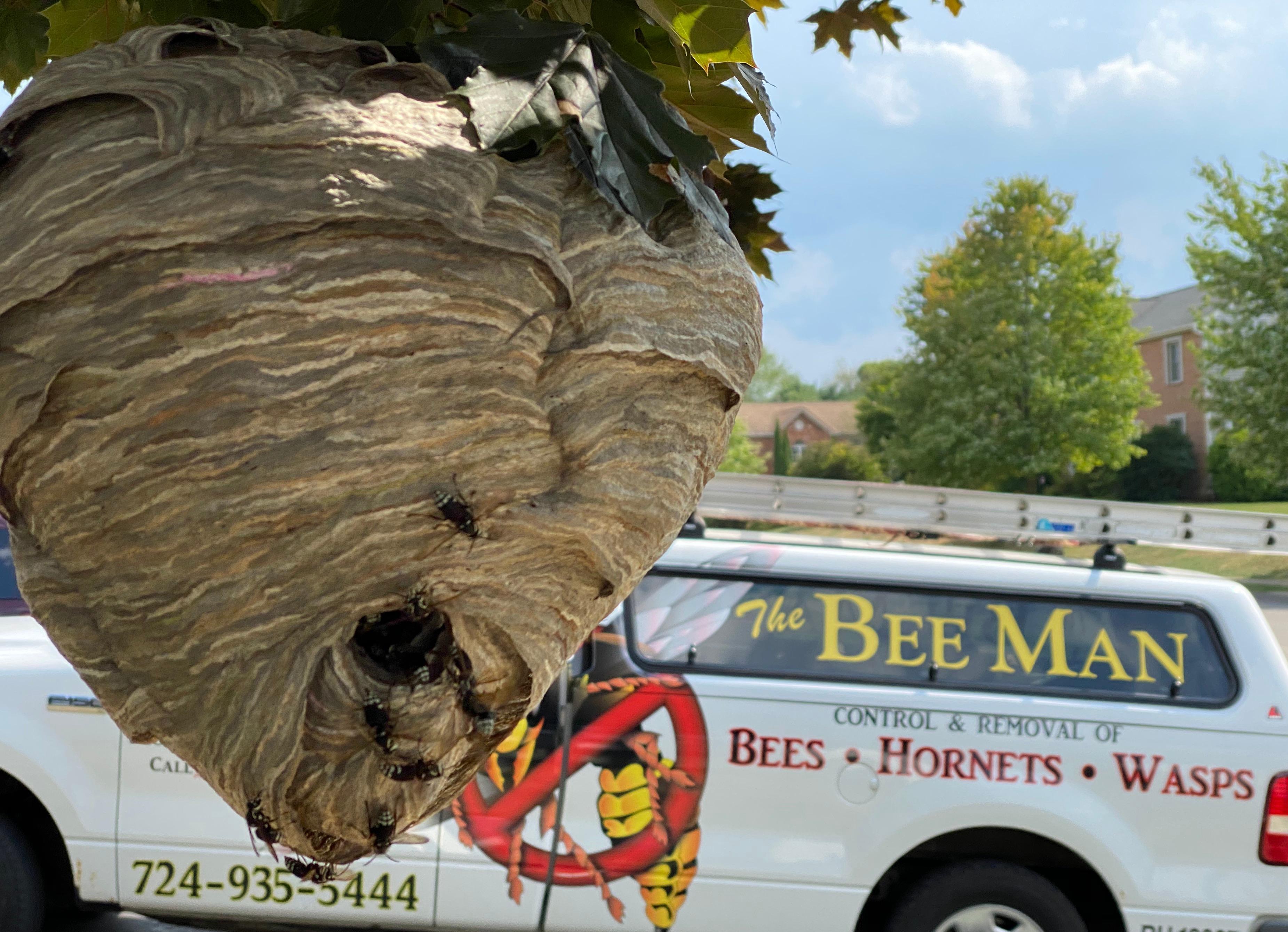 Bee Exterminator serving Pittsburgh PA