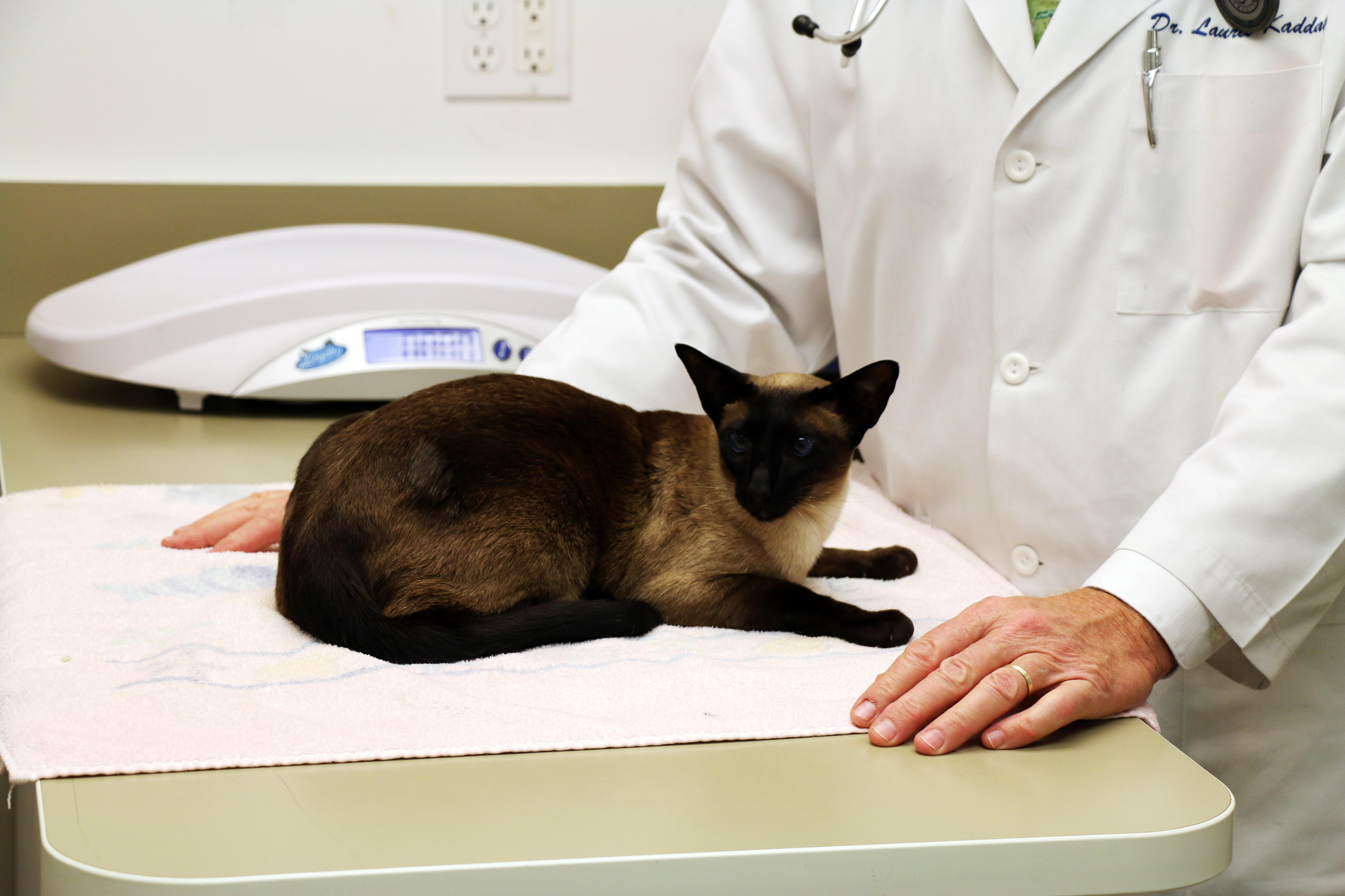 Our clinical team takes extra steps to keep feline patients comfortable and stress-free while at Pound Ridge Veterinary Center.