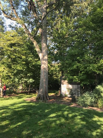 Images Shamokin Tree Care