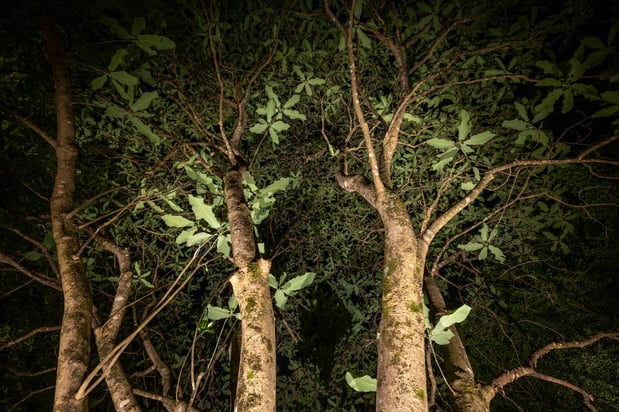 Images Limelight Landscape Lighting