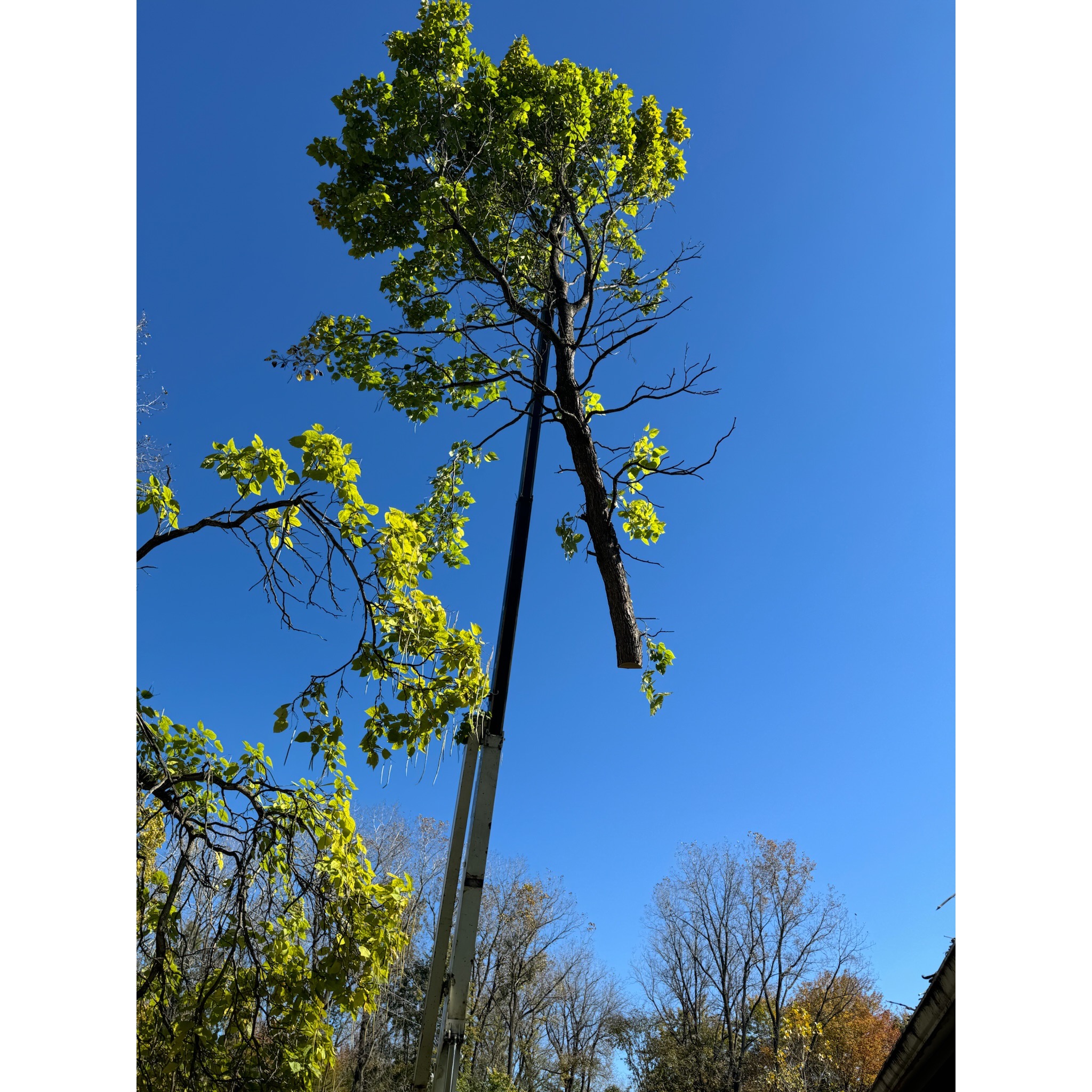 tree removal