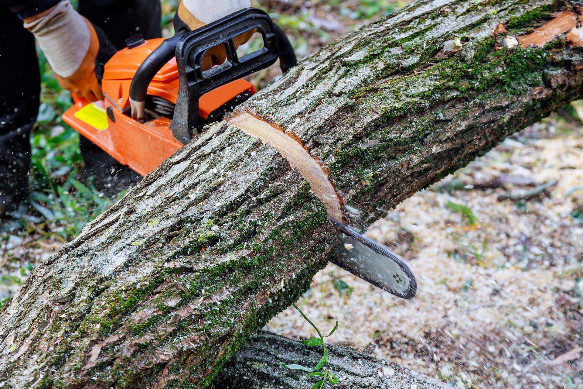 A Cut Above Tree Care