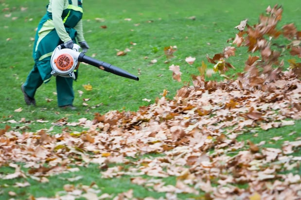 Images Lake Area Tree Removal & Services