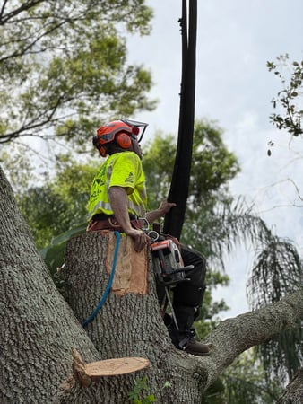 Images All Your Way Tree Service