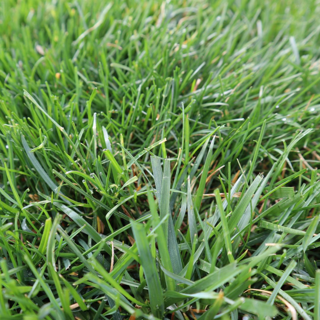 Blue Duck Lawn Care Image