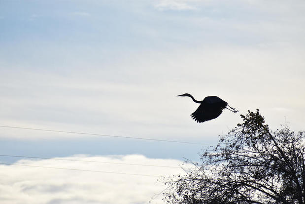 Images Captain Ray's River Tours