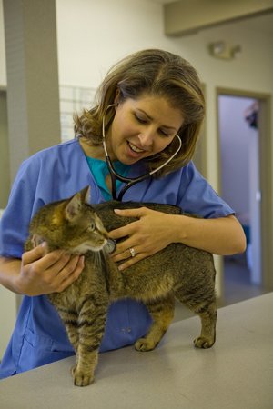 Images VCA Mountainview Animal Hospital & Pet Lodge