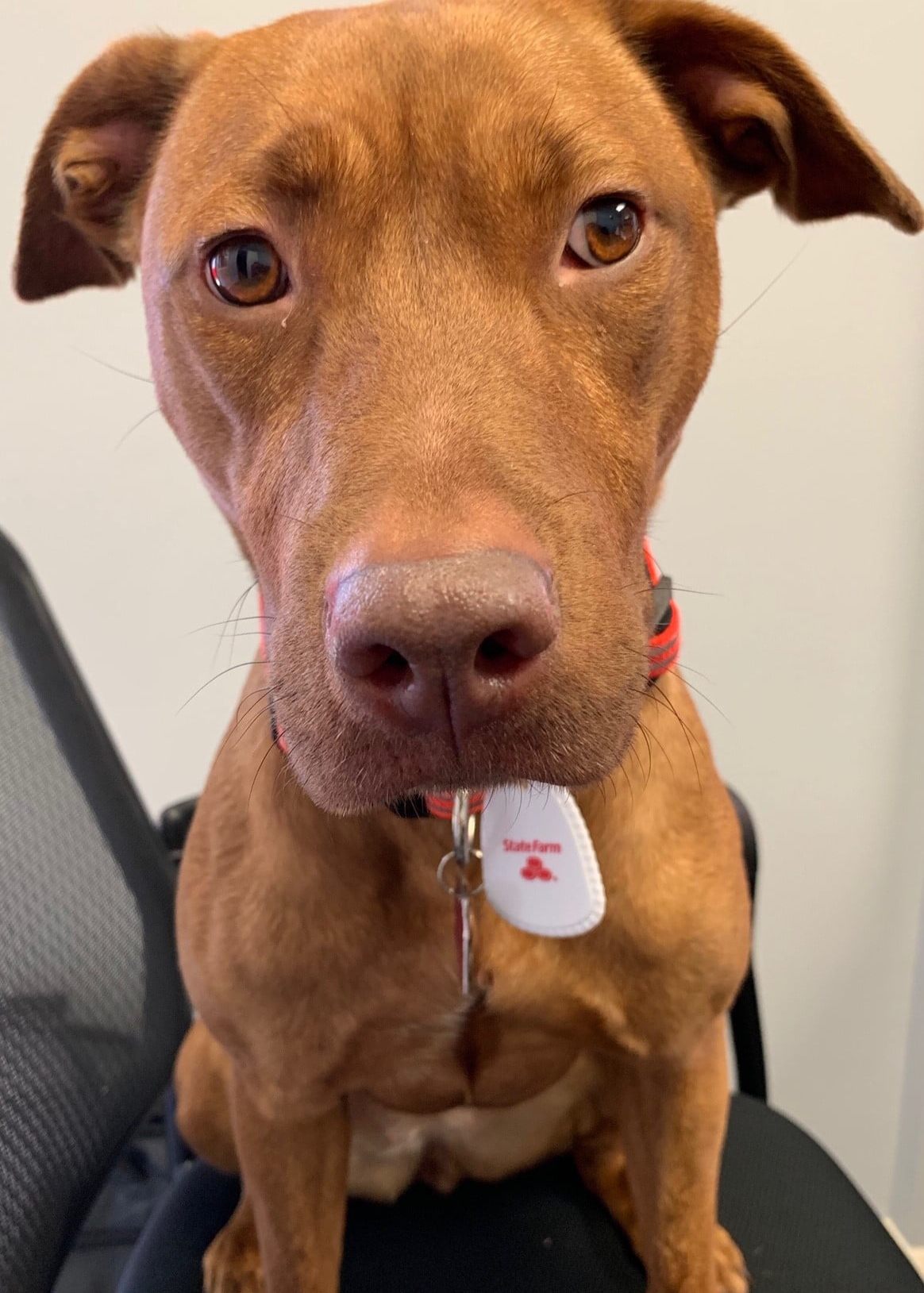 Everyone's busy! I'll be glad to help you - I only need three treats to make me happy!
