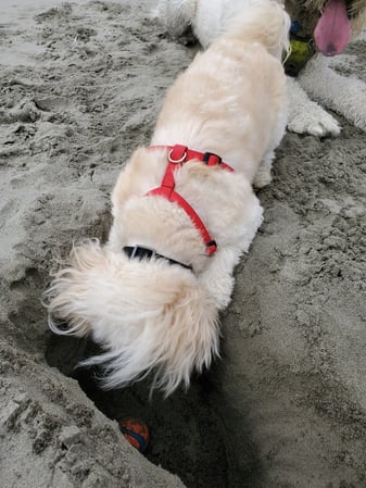 Images Kao Xiong - State Farm Insurance Agent