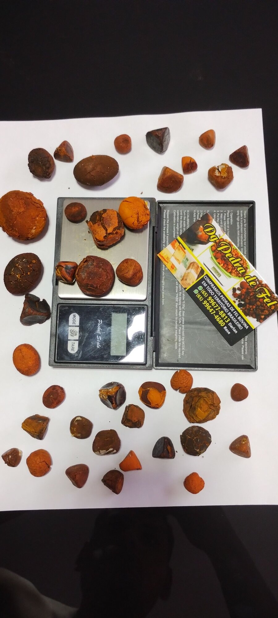 Images Dg pedras de fel bovinos