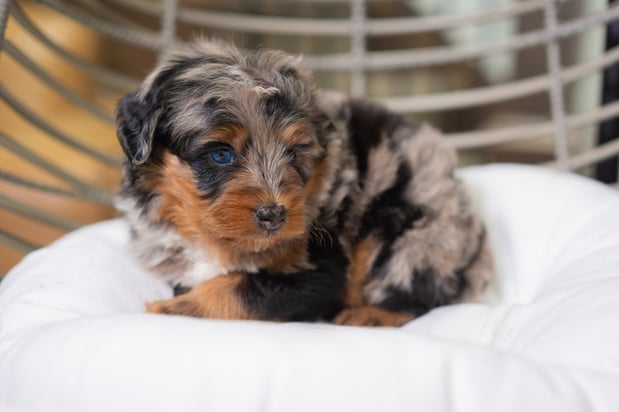 Images Furever Perfect Pups LLC