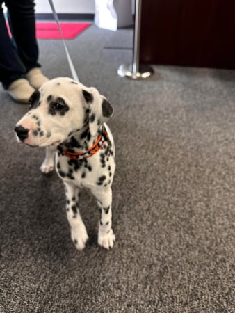 Images Marjorie Schaeffer - State Farm Insurance Agent