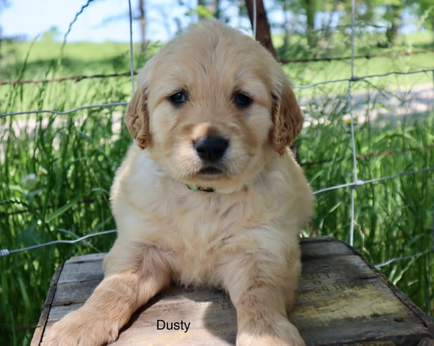 Images Nail 32 Puppies