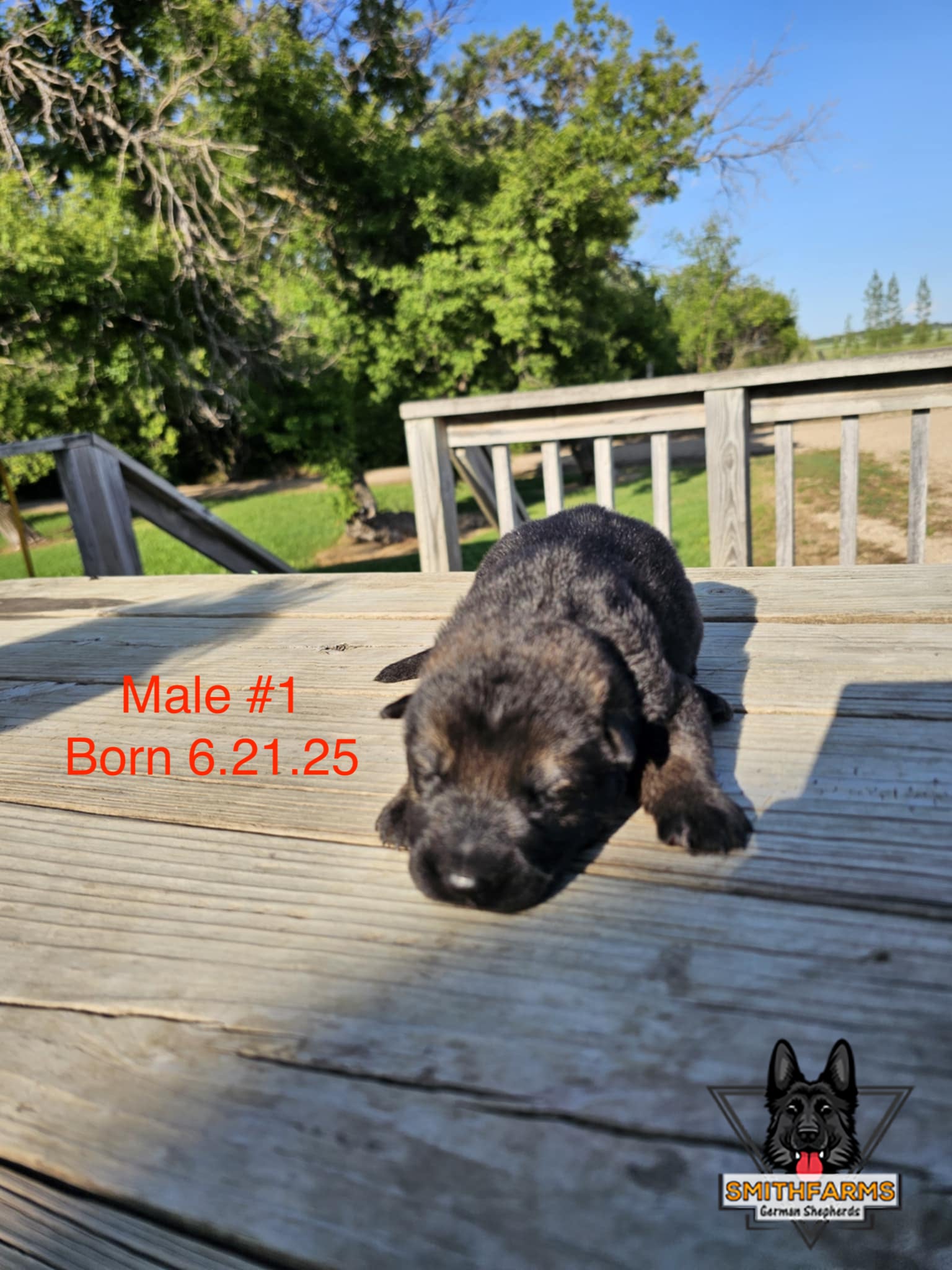 SmithFarms German Shepherds Image