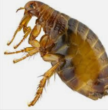 Images All Pest Solutions